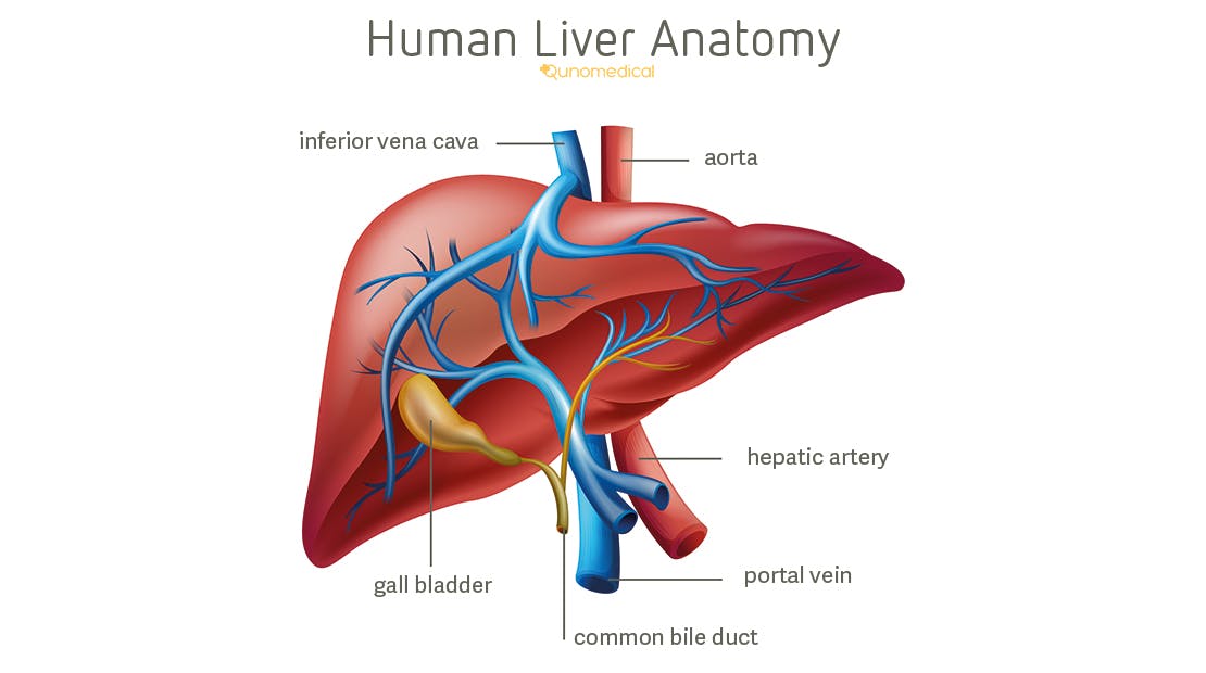 Illustration of the human liver anatomy.